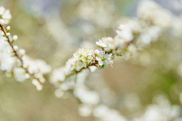Kirschblüte, Frühling, Blüte, Sonne