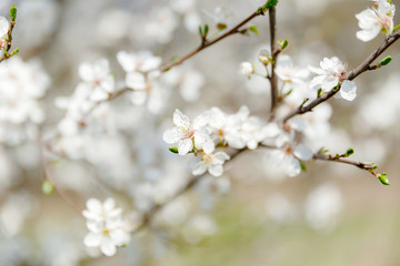 Kirschblüte, Frühling, Blüte, Sonne