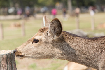 fawn or deer in the prairies of Tobihino in the city of Nara in Japan 7