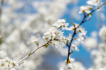 Kirschblüte, Frühling, Blüte, Sonne