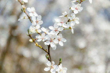 Kirschblüte, Frühling, Blüte, Sonne