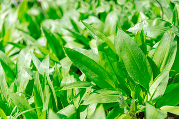 Obraz premium Bärlauch, closeup. Lauch, gesund