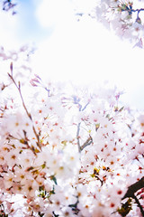 Fototapeta premium 平成最後の桜