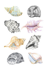 hand drawn watercolor set of seashells