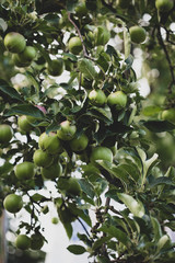 Apple tree with fruits