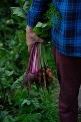 Harvesting healthy roots