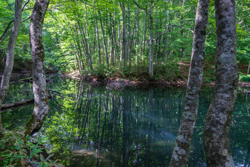  Early summer of Aomori Prefecture Hakkoda