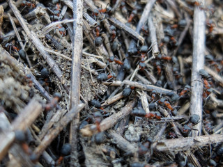 anthill with ants closeup