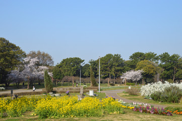 黄色い菜の花、白いユキヤナギ、ピンクのサクラなどが咲いているカラフルな春の公園風景