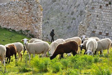 Wypas owiec Andaluzja Hiszpania w Teba © Barbara Bajorek