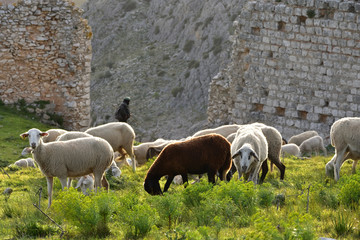 Wypas owiec Andaluzja Hiszpania w Teba © Barbara Bajorek