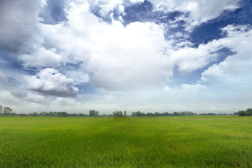 Rice fields and the sky with many clouds In  the hot midday sun.