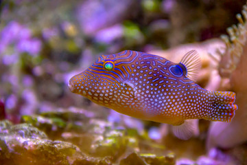 colorful pufferfish