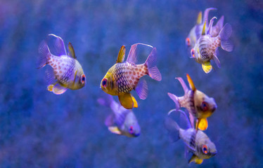 Coral reef fishes