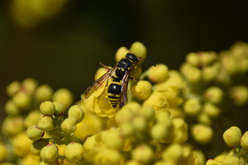Blüten und Blütenknospen einer Mahonie mit Insekt