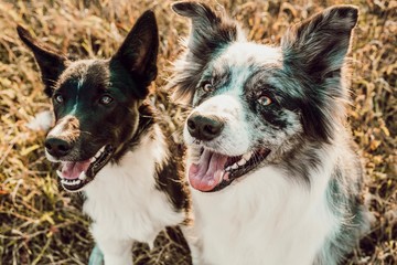 Border Collie Paar