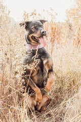 Rottweiler