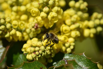 Blüten und Blütenknospen einer Mahonie mit Insekt