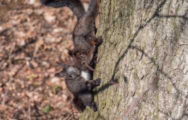 Zwei süße kleine Eichhörnchen