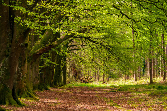 Fairy tale spring scene of a beautiful forest path covered in autumn colored  golden leaves under a green canopy of branches creating patterns of light and shadows. Russletown woods,Wicklow, Ireland.
