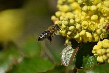 Blüten und Blütenknospen einer Mahonie mit Insekt