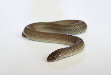 Culebra en fondo blanco