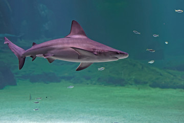 Requin