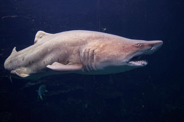 Fototapeta premium Requin bulldog à Nausicaa