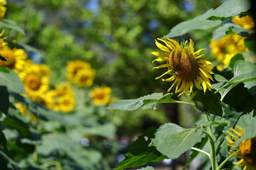 beautiful sunflower blossom blooming in nature
