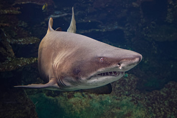 Requin bulldog à Nausicaa