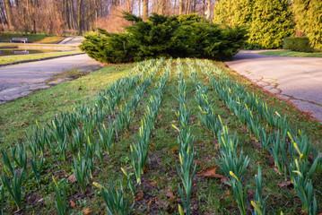 Białystok - Park Planty. Wiosna na Podlasiu