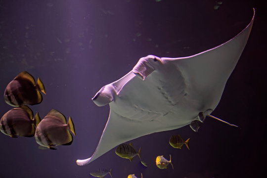 Raie manta &agrave; Nausicaa