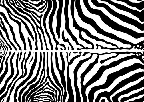 Zebra pattern design. Zebra print vector illustration background. wildlife fur skin design illustration. For web, home decor, fashion, surface design