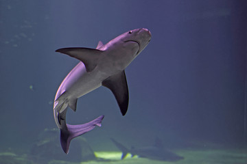 Requin à Nausicaa