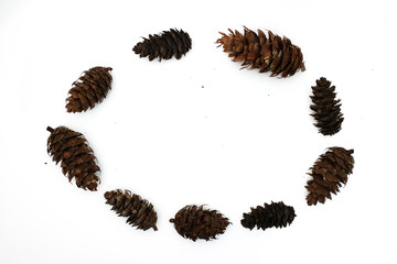 Pine cone on white background