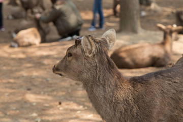 fawn or deer in the prairies of Tobihino in the city of Nara in Japan 2