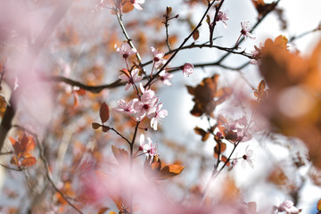 Pink spring flowers