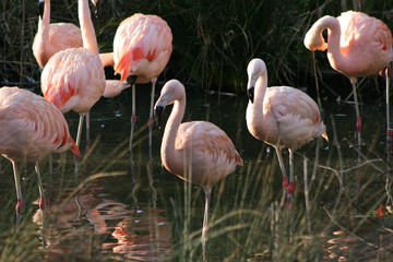greater flamingoes