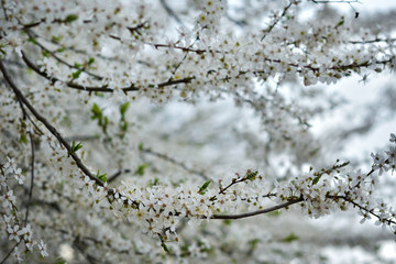 White spring flowers