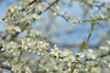 White spring flowers