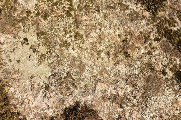 stone background and  green moss