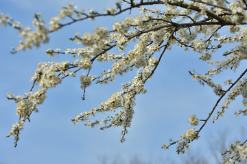 White spring flowers