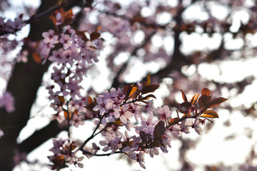 Pink spring flowers