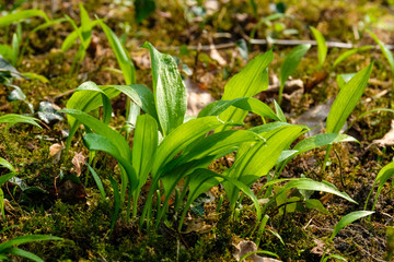 Bärlauch im Garten