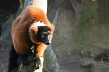 Red ruffed lemur