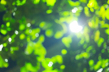 Fototapeta premium green bokeh light blurry of tree in the night park