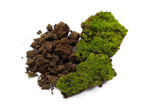 96 Best Brown Moss Images Stock Photos Vectors Adobe Stock