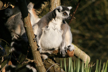 Ring-tailed lemur