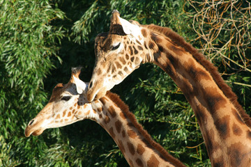 Fototapeta premium Giraffes