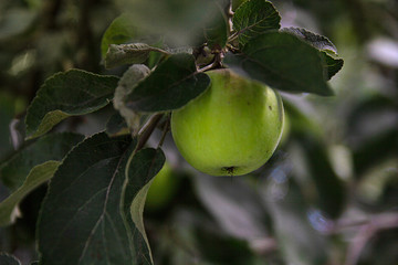 green apples on a branch